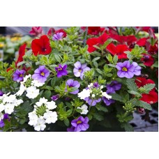 12" Assorted Annual Hanging Basket